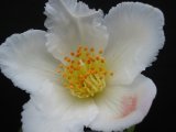 Stewartia sinensis flower