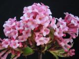 Viburnum x bodnantense 'Dawn'