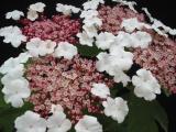 Viburnum sargentii 'Onondaga'